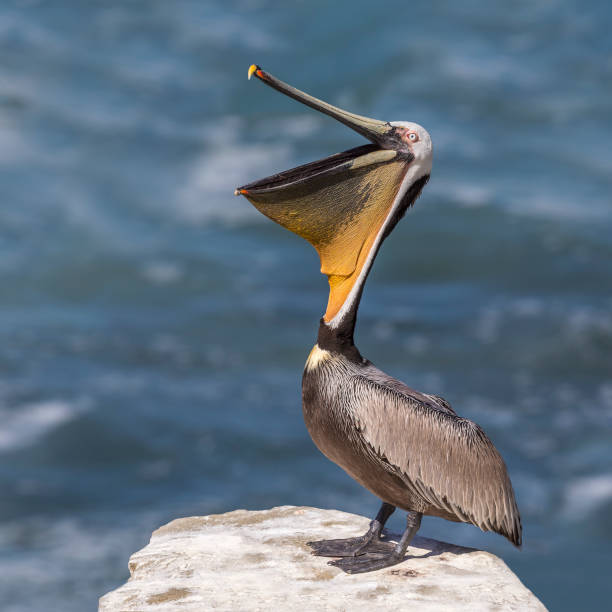 Brown Pelican stretching its pouch open - San Diego, California Brown Pelican (Pelecanus occidentalis) stretching its pouch open - San Diego, California pelican stock pictures, royalty-free photos & images
