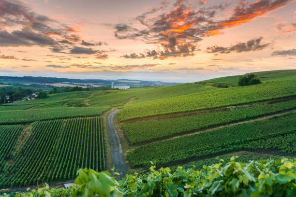 サンセット モンターニュ ・ ド ・ ランス、フランスのシャンパンのブドウ畑 - シャンパーニュ地方 ストックフォトと画像