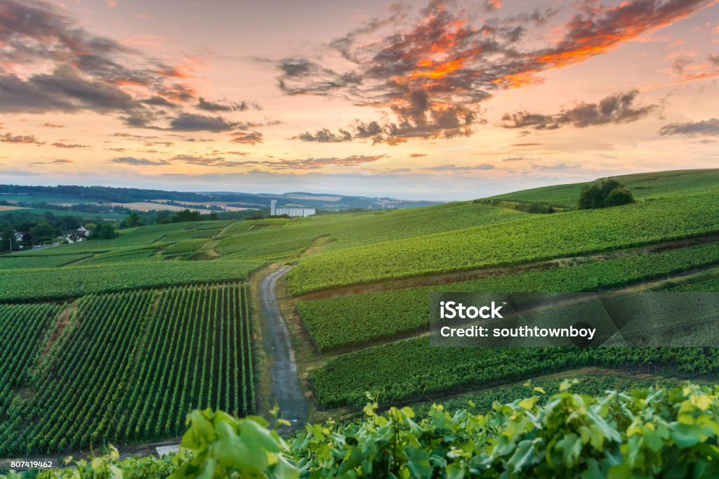 Champagne Vineyards at sunset Montagne de Reims, France Champagne Stock Photo