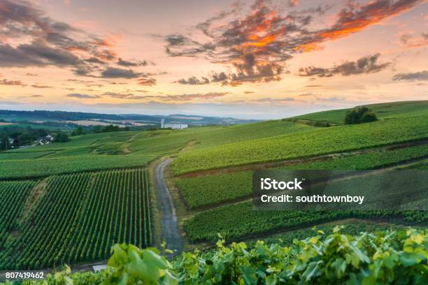 Champagne Vineyards At Sunset Montagne De Reims France Stock Photo - Download Image Now