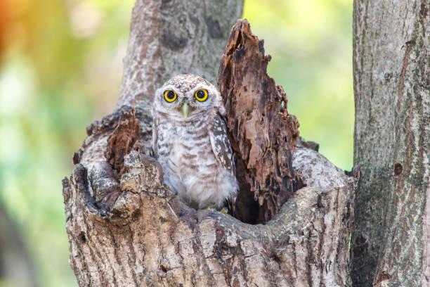 istock Spotted owlet Athene brama nest in tree hollow. 807420214
