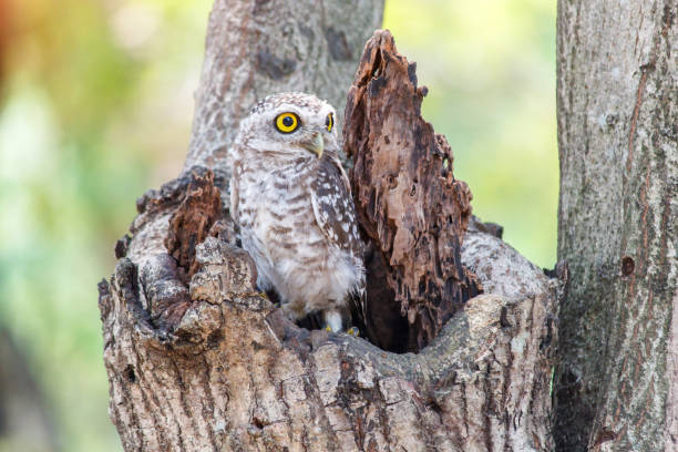 istock Spotted owlet Athene brama nest in tree hollow. 807420234