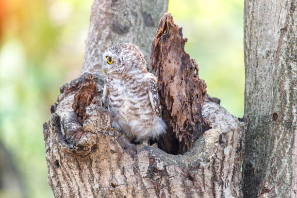 istock Spotted owlet Athene brama nest in tree hollow. 807425340
