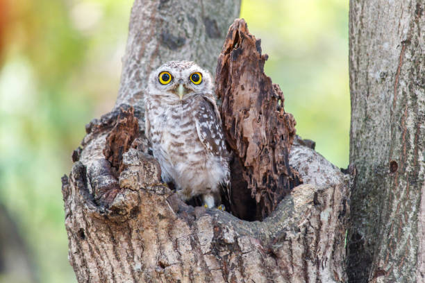 istock Spotted owlet Athene brama nest in tree hollow. 807425700