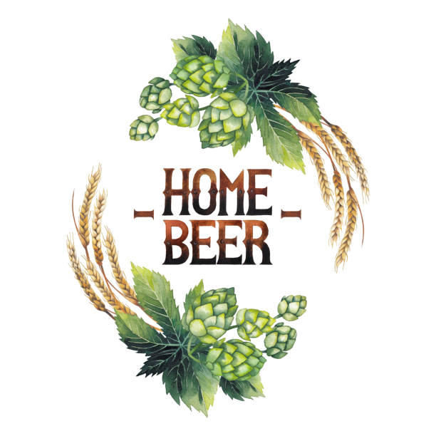 Watercolor hop and malt Vintage vignette made of hops and malts isolated on white background. Hand painted watercolor design water colour beer hops stock illustrations