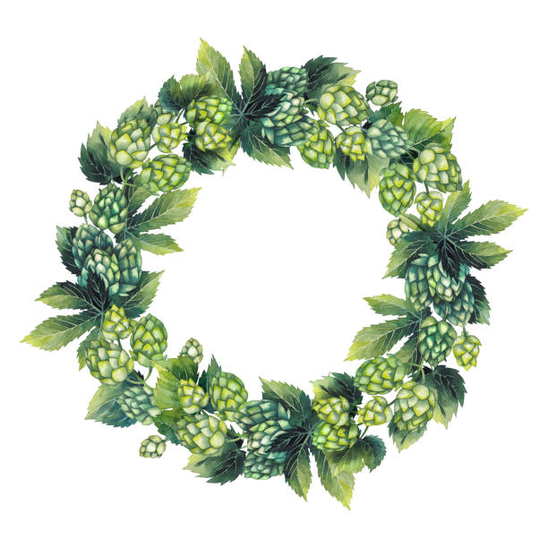 Watercolor hop wreath Watercolor hop wreath isolated on white background. Hand painted natural design water colour beer hops stock illustrations