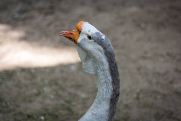 istock Portrait of goose 807430450