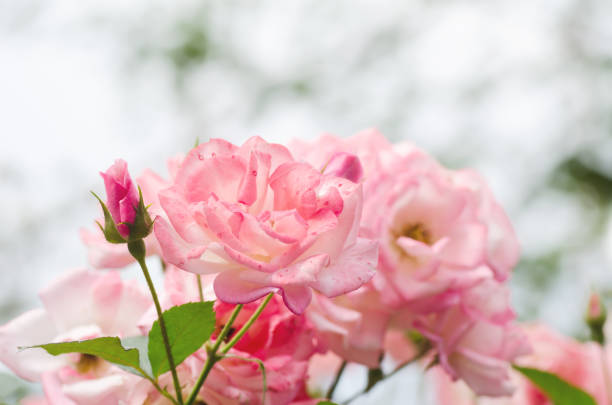 istock Pink roses flower blossom in a garden 807430552