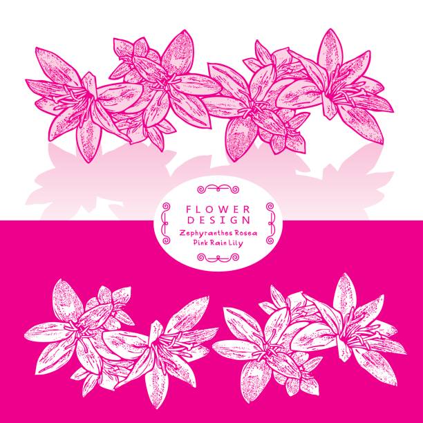 Beautiful Pink Flowers of Rain Lily (Zephyranthes rosea). Vector engraving Illustration Isolated. The result of black and white auto-trace adapted for easy use. zephyranthes rosea stock illustrations