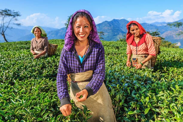 istock Indian pickers plucking tea leaves in Darjeeling, India 807442074