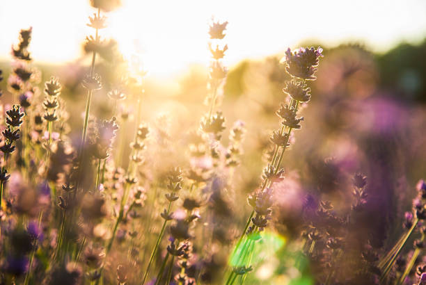 istock Lavender flowers in the sunlight 807442256