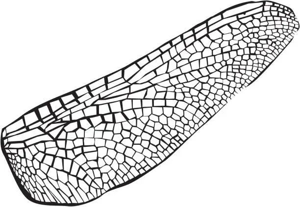 Vector illustration of Dragonfly wing