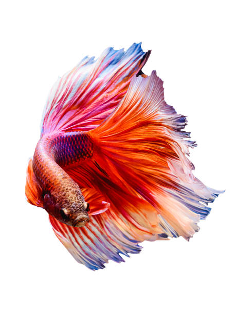 red siam betta kämpfenden fisch "half moon" flip körper isoliert auf weißem hintergrund. - fish siamese fighting fish multi colored tropical fresh water fish stock-fotos und bilder