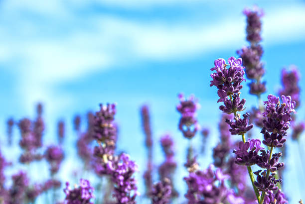 Lavender flowers in the sunlight