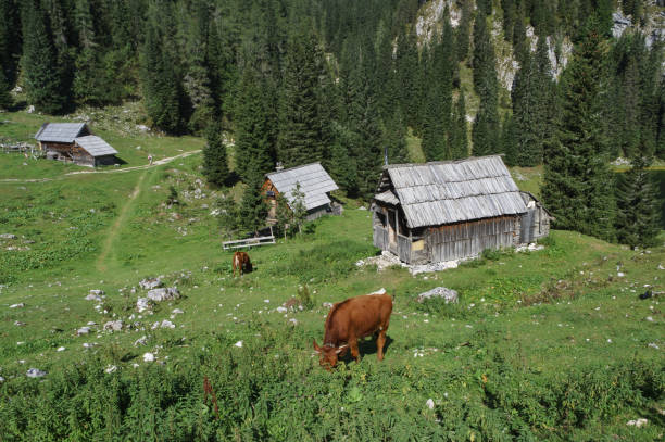 istock Cows on high mountain pastures in Julian Alps 807444454