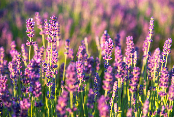 istock Lavender flowers in the sunlight 807444770