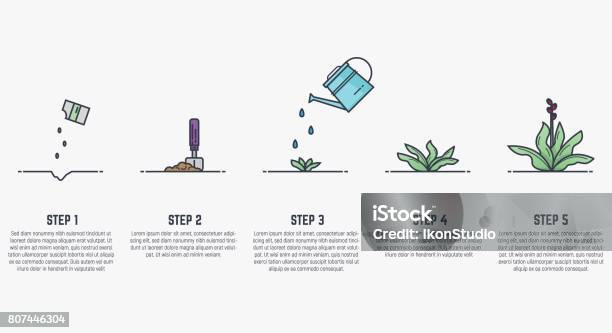 Fasi Di Crescita Della Pianta - Immagini vettoriali stock e altre immagini di Crescita - Crescita, Seme, Piantare