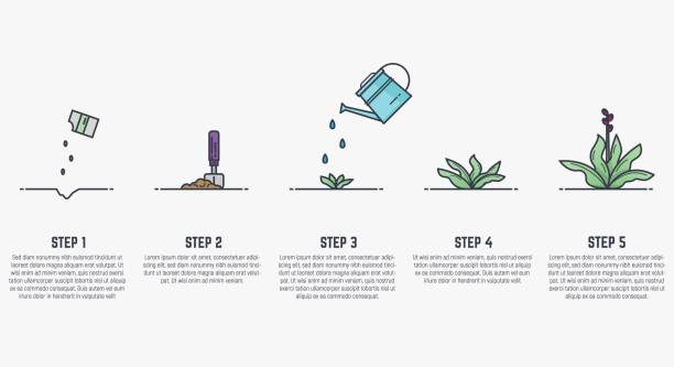 식물의 성장 단계 - series stock illustrations