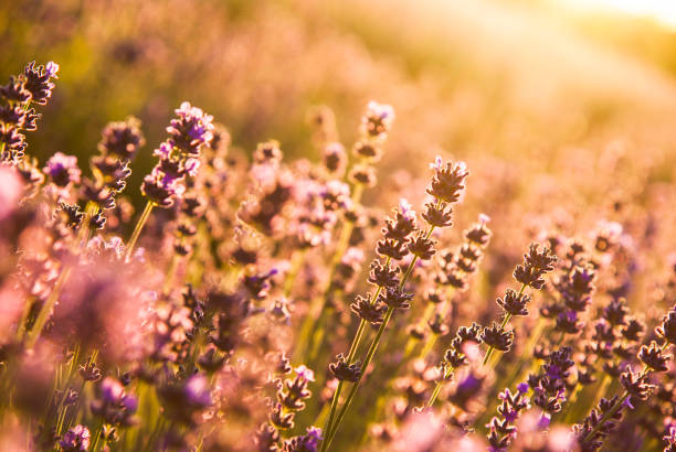 istock Lavender flowers in the sunlight 807446464