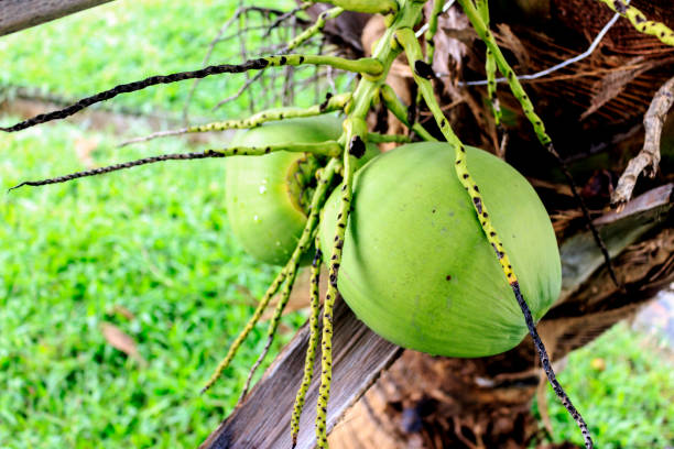 istock close-up coconut tree with soft-focus in the background. over light 807446954