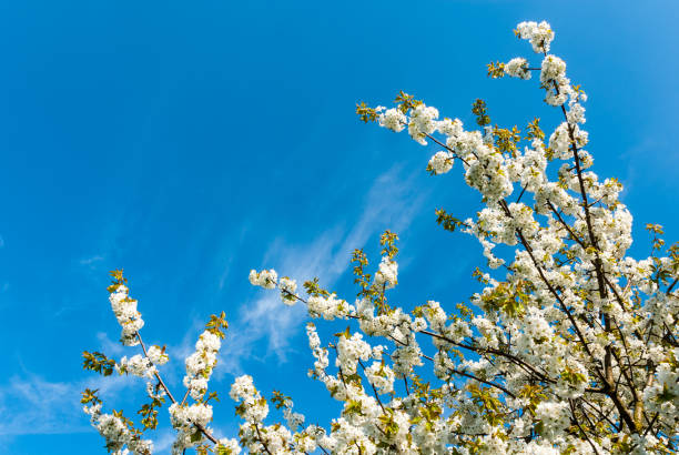 цветущая сладкая вишня - treetop leaf spring green стоковые фото и изображения