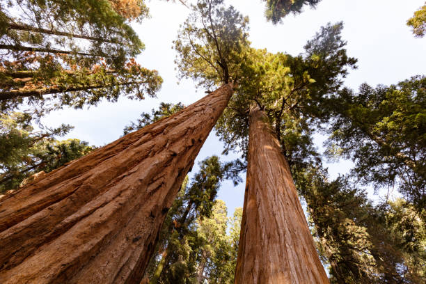 istock Giant Forest Sequoia National Park 807452028