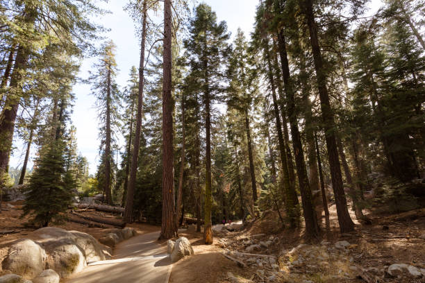 istock Giant Forest Sequoia National Park 807452058