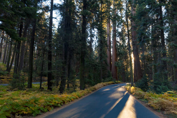 park narodowy sequoia o wschodzie słońca - mountain range landscape scenics autumn zdjęcia i obrazy z banku zdjęć