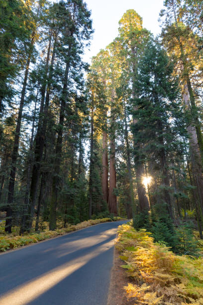 istock Sequoia National Park at Sunrise 807452132