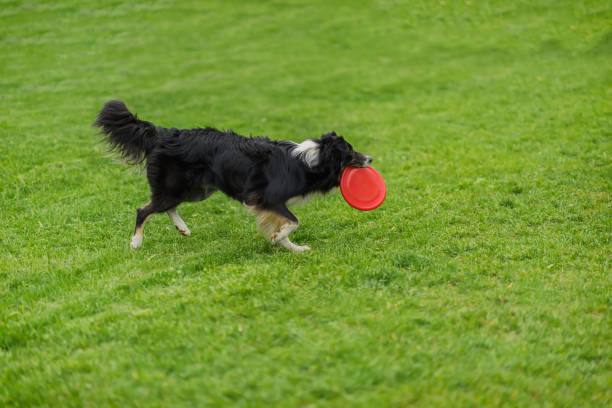 istock Dog carrying red plastic disc walking in the grass at summer park. 807467890