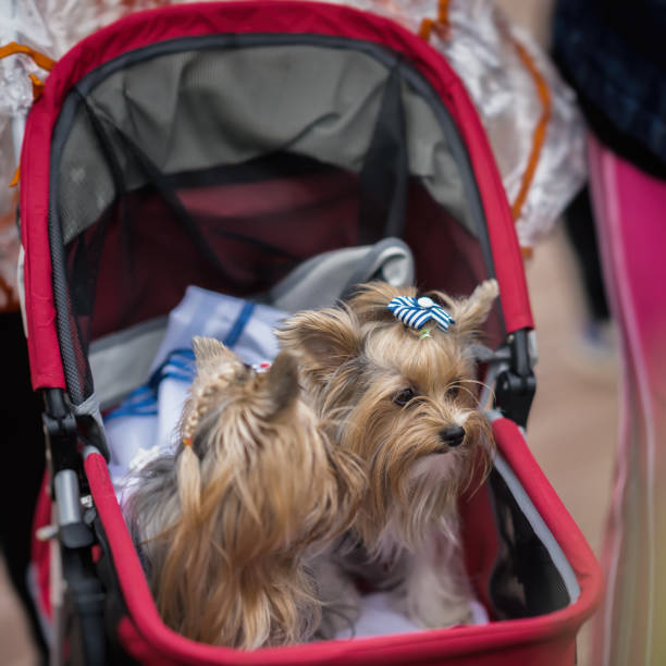 istock Baby stroller with two smartly dressed Yorkshire terriers, selective focus. Happy walk of owner and her pets. Concept of friendship between man and dog 807470860