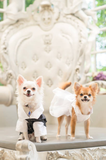 istock White and brown chihuahu puppy on  table in the background bokeh tree. 807481008