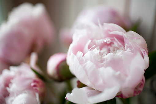 Close up of pretty pink peonies