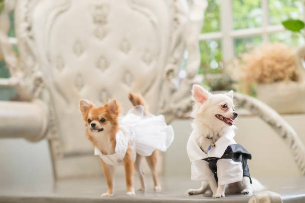 istock White and brown chihuahu puppy on  table in the background bokeh tree. 807481778
