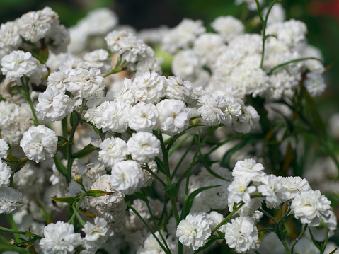 the flower of white wild litle carnations in the garden.