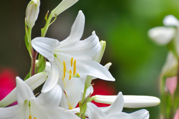 istock Beautiful white flowers in garden. 807519734