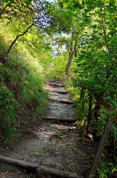 istock Mountain path among thickets of green trees 807520280