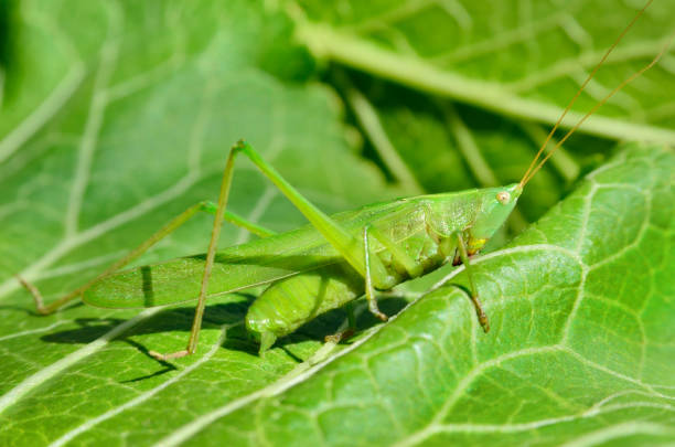 istock Young, green grasshopper eats the leaves in the garden 807520684