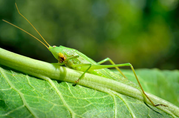 istock Young, green grasshopper eats the leaves in the garden 807520810