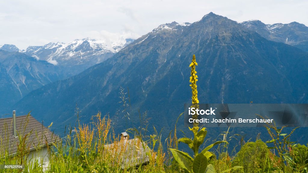 A blossoming flower against a backdrop of mountains in the Swiss Alps. A blossoming flower against a backdrop of mountains in the Swiss Alps Cuica Stock Photo