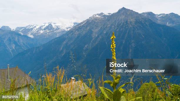 A Blossoming Flower Against A Backdrop Of Mountains In The Swiss Alps Stock Photo - Download Image Now