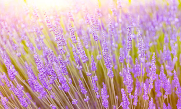 istock Beautiful image of lavender field 807522604