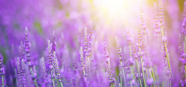 istock Beautiful image of lavender field 807525446