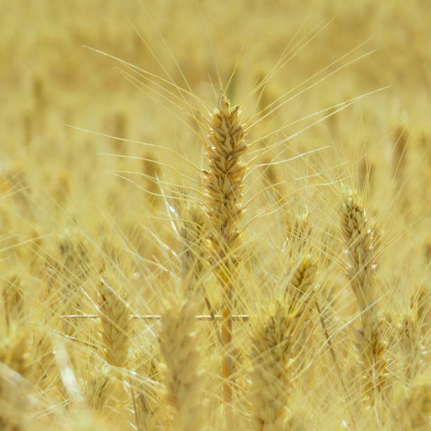 istock Field of wheat and blue sky 807530138