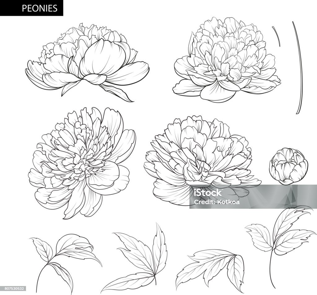 Ensemble d’éléments de fleurs de pivoine - clipart vectoriel de Pivoine libre de droits