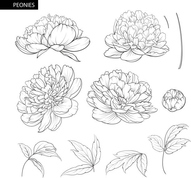 작 약 꽃 요소 집합 - valentine card rose plant blossom stock illustrations