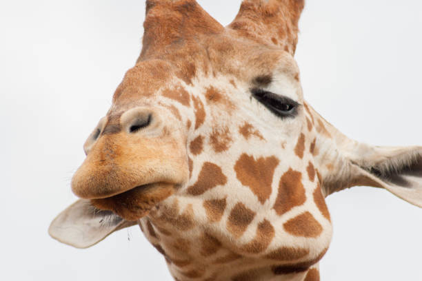 istock Close-up of a Giraffe Head 807533544