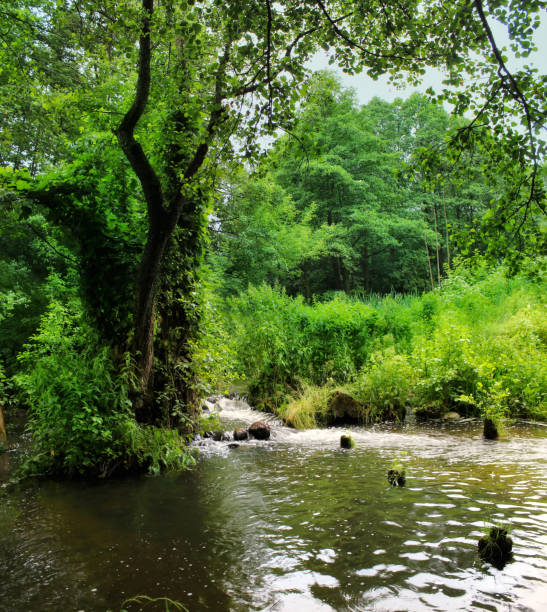 istock forest river. Belarus.Grodno region. River Lososinka. 807533618