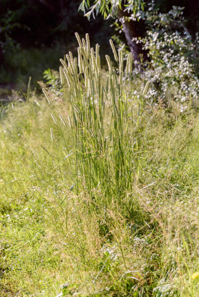 phleum pratense plante - grass tall timothy grass field photos et images de collection