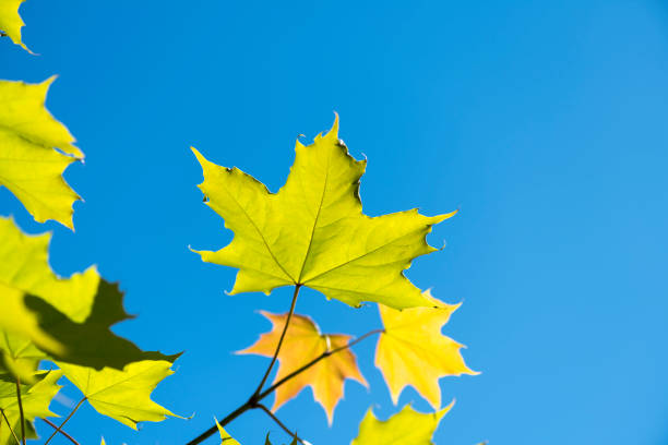 Colorful autumn leaves on a beautiful sunny day in the forest.